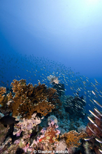Scenery at Yolanda reef, Ras Mohammed. by Stephan Kerkhofs 